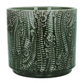 Fern - Plant Pot 14cm