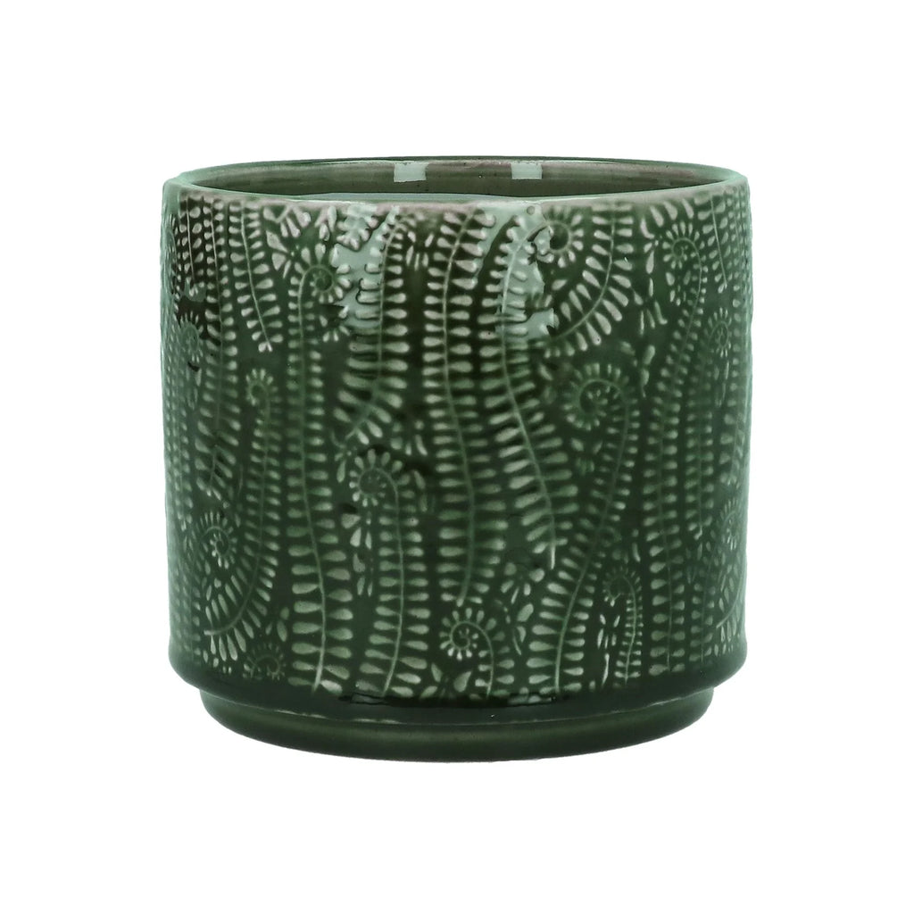 Fern - Plant Pot 14cm